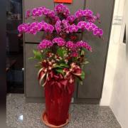 10株蝴蝶蘭盆栽