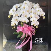 五株蘭花盆景