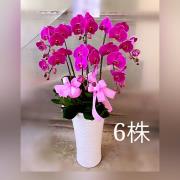 六株蘭花盆景(粉)