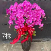 七株蘭花盆景(粉)