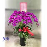 八株蘭花盆景(粉)