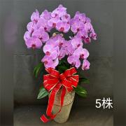 5株喜慶蘭花盆景(粉)