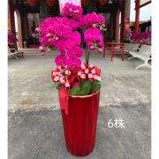 6株喜慶蘭花盆景(粉)