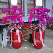 7株喜慶蘭花盆景(粉)