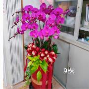 9株喜慶蘭花盆景(粉)