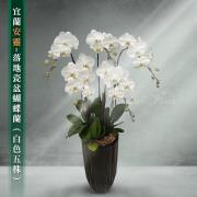5株蘭花盆景(白)