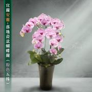 5株蘭花盆景(粉)