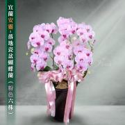 6株蘭花盆景(粉)