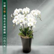 6株蘭花盆景(白)