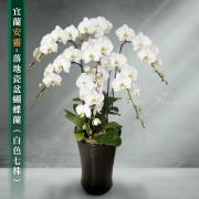 7株蘭花盆景(白)