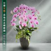 7株蘭花盆景(粉)