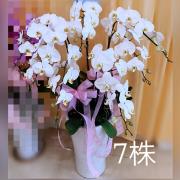 七株蘭花盆景
