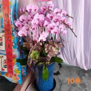 十株蘭花盆景(粉色)