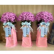 {單座}粉色帝王蘭花