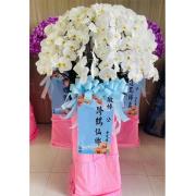 {單座}白色帝王蘭花