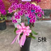 5株蘭花盆景(粉)限彰化殯儀館