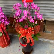 7株喜事蘭花