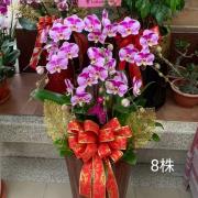 8株喜事蘭花