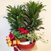 喜慶盆栽