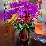 6株蘭花(粉)