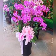 7株蘭花(粉)