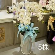 5株蘭花(白)