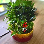 阿波羅鐵樹盆景