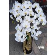 五株蘭花盆景(白)