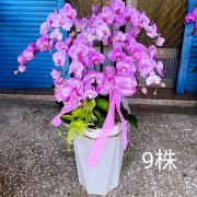 9株蘭花(粉)