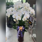 6株白蘭花