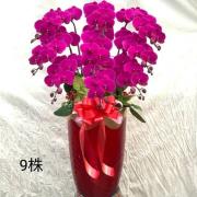 9株蘭花(粉)