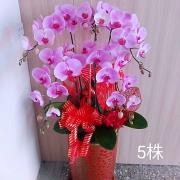 5株蘭花(粉)
