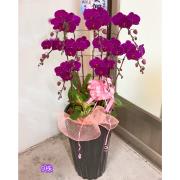 9株蘭花盆(粉)