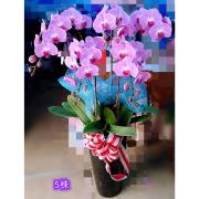 5株蘭花盆(粉)