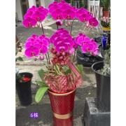 6株蘭花盆(粉)