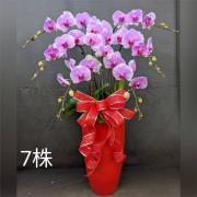 7株蘭花盆(粉)