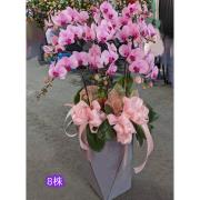 8株蘭花盆(粉)