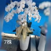 7株蘭花盆(白)