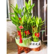 開運竹(桌上型)