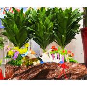 阿波羅(桌上型)