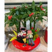 發財樹(桌上型)