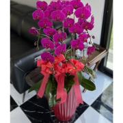 五株蘭花盆景(紅或粉)