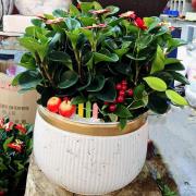 金錢樹盆景-桌上型