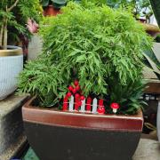 富貴樹(桌上型)