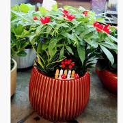 發財樹藝術盆景(桌上型)