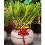 開運竹(桌上型)02