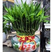 藝術開運竹(桌上型)