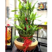 開運竹(桌上型)01