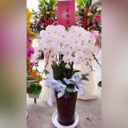 7株蘭花(白)B04