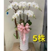 5株落地蘭花(白色)